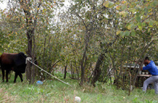 Kaçan kurbanlıklara göz açtırmayacaklar