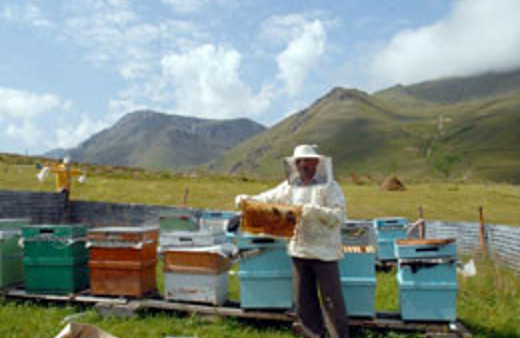 Anzer Balı artık gramla satılıyor!