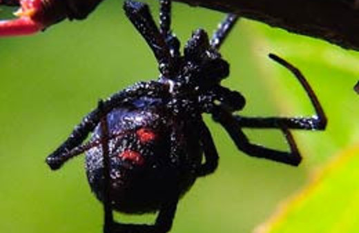 Askeri üste karadul paniği