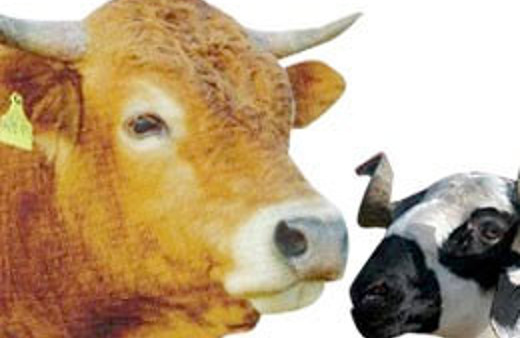 İşte vekaleten kurban fiyatları