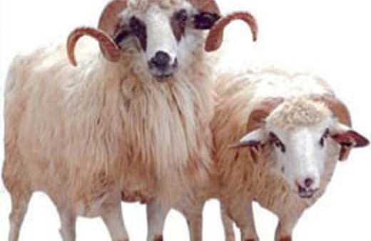 Kurbanlık keserken buna dikkat edin! 