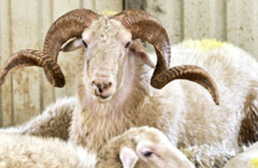 Kurbanlıklara bunları yapana ceza yağacak