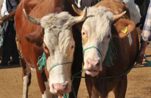 Kurban pazarında hareketli saatler