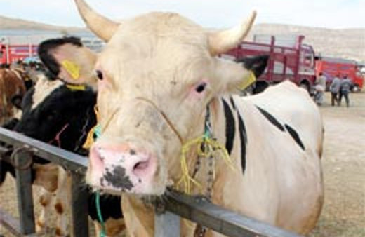 Üreticiye 107 milyon liralık ödeme yapıldı