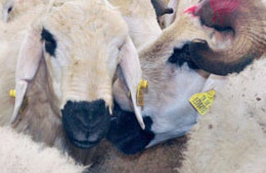 Kurbanlık alırken dikkat edilmesi gerekenler