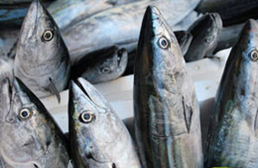 Haliç'te balıkçılara büyük sürpriz