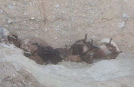 200 koyun toplu intihar etti!