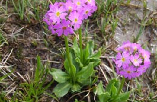 25 kuruşa toplat 50 bin dolara sat