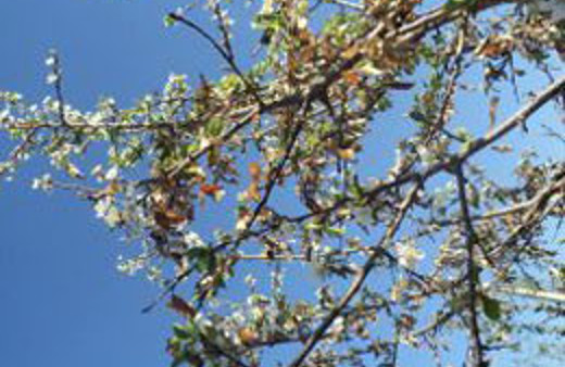 Sonbahar'da çiçek açan erik ağacı şaşırttı