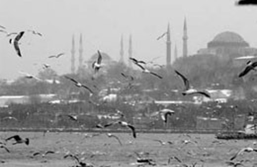 Türkiye kuş türü zengini