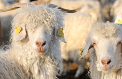 Ankara tiftik keçisi tükeniyor mu?