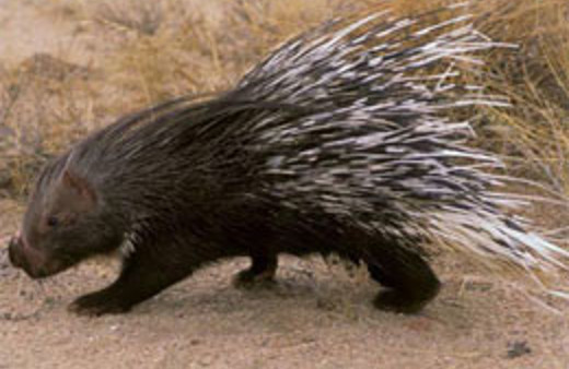 Hint oklu kirpi şaşırttı