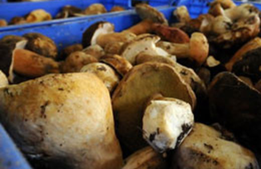 Yalnızca kültür mantarı tüketilmeli