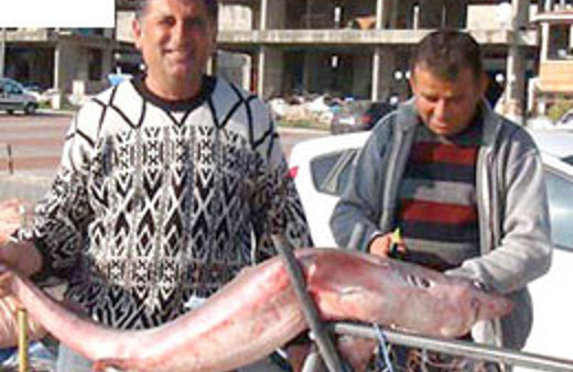 Karadeniz'de köpek balığının işi ne?