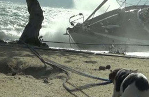 Köpek Jack'e hayran kalacaksınız