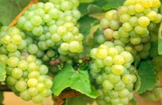 Hastalıktan arınmış asma üretildi!