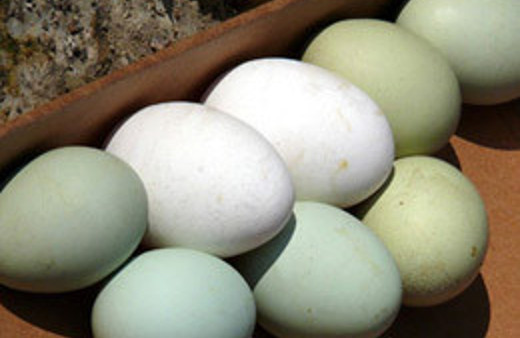 Yumurta alırken dikkat!