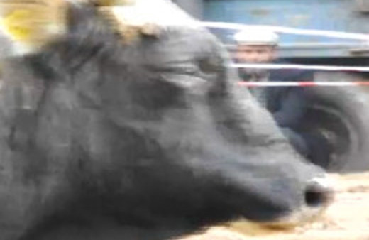 Yenilen boğa gözyaşlarını tutamadı!