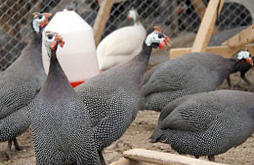 Keneleri yesin diye bıraktık ama...