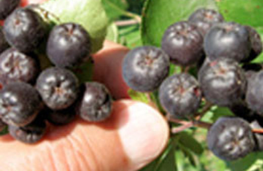 Kadınları sevindirecek mucize bitki!