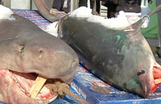 İstanbul'da 2 köpek balığı yakalandı!