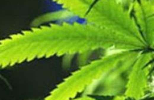 Esrar yerine yaprak çıkınca polise gitti