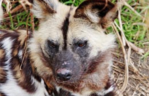 Köpek saldırısında 4 kişi öldü