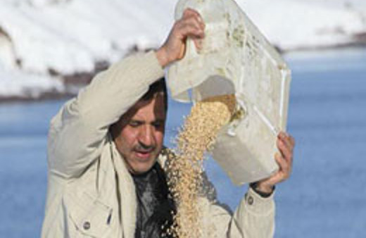 Tohumculuk sektöründe yönetim çıkmazı