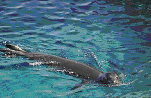 Deniz canlılarını bakanlık koruyacak!