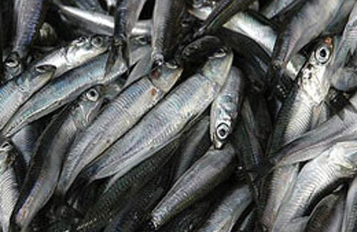 Hamsiden umudu kestiler