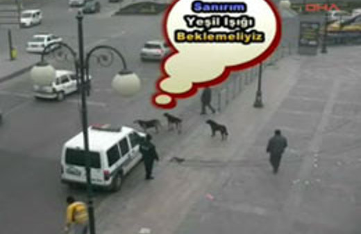 3 sokak köpeğinden trafik dersi