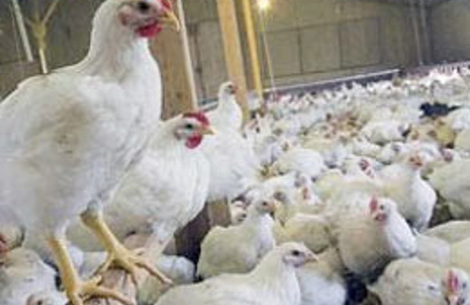 Tavuk diye bize yedirdiklerine bakın