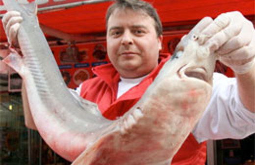 Hamsiye niyet köpekbalığana kısmet