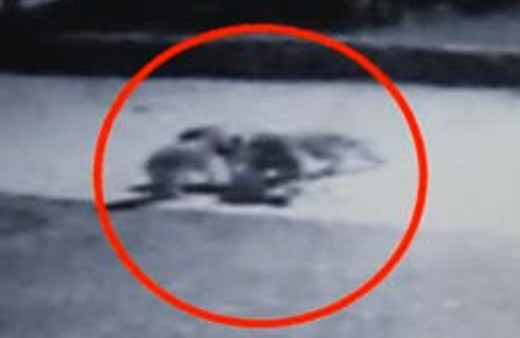 Rize'de şoke eden görüntü