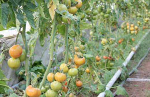 Cudi dağında sıradışı görüntüler