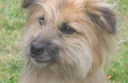 Çoban köpeğinin aklı almaz davranışı