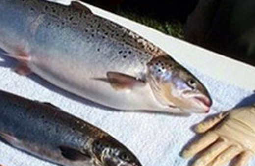 Balıkları 1 saatte 2 kat büyüttüler