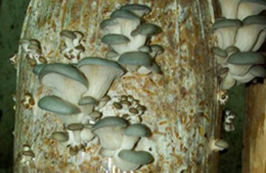 Bu mantar bin derde deva