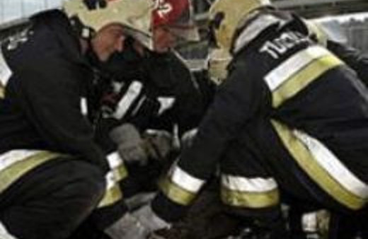 Şehre yaban domuzları indi