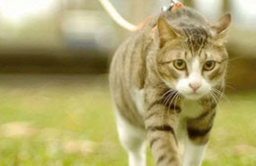 Foça'da kedi katliamı!