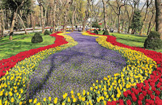 Hollanda'ya Türkiye'den ilk lale