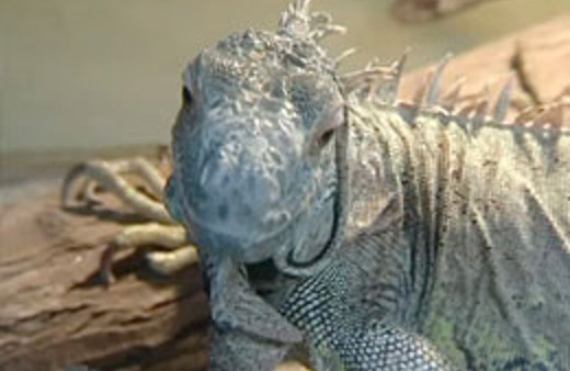 İnternette öyle bir şeyi satışa çıkardı ki...