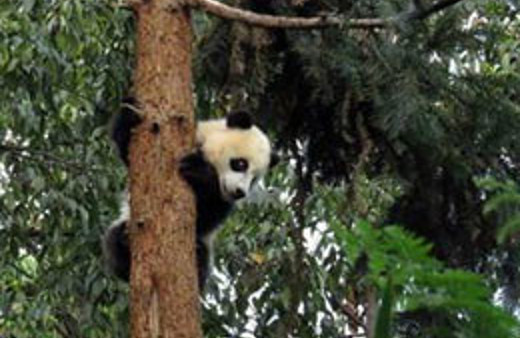 Deprem ’panda’yı panik atak yaptı