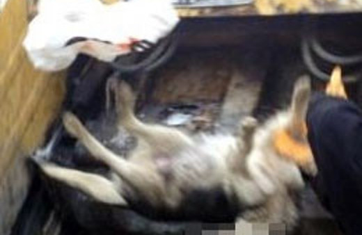 60 köpek zehirlenerek öldürüldü