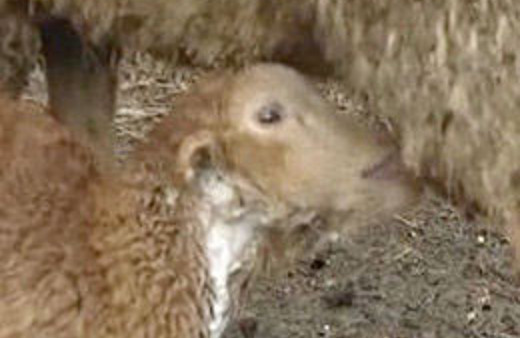 Annesinden emdiği süt kulağından geliyor