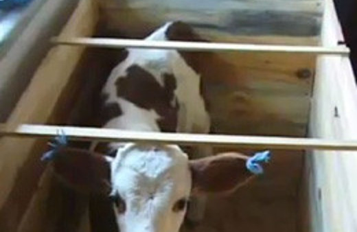 Buzağıyı bir ayaklarında sallamadıkları kaldı