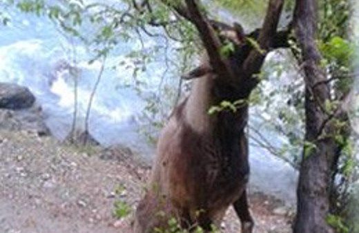 Milyonda bir görülüyor