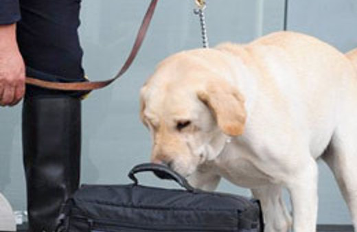 Elektronik burun icat edildi!