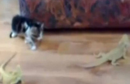 Bukalemun gören masum kedi!