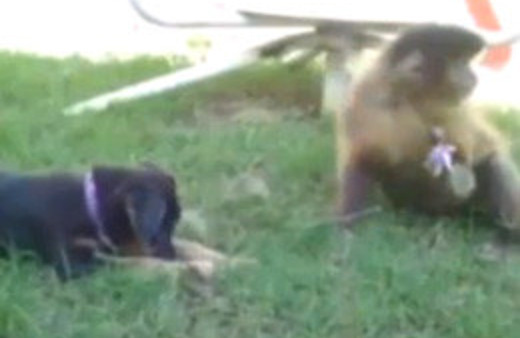 Lolipop kardeşliği kısa sürdü